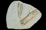 Crinoid (Decadocrinus) Fossil - Crawfordsville, Indiana #122964-1